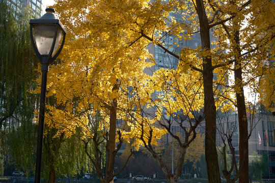 yellow leaves of ginkgo trees