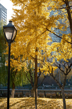 yellow leaves of ginkgo trees