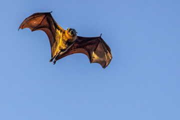 Close-up view of an excited male grey-headed flying-fox, Pteropus poliocephalus, flapping its...