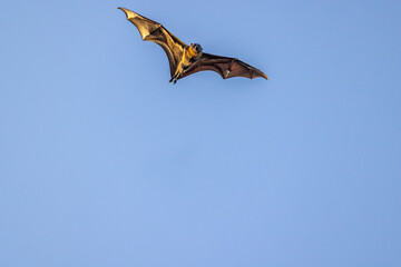 Close-up view of an excited male grey-headed flying-fox, Pteropus poliocephalus, wings in full spread and tilted, flying overhead. Isolated against blue sky at sunset.