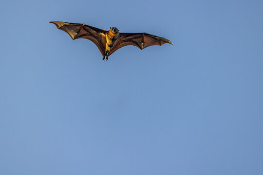 Close-up view of an excited male grey-headed flying-fox, Pteropus poliocephalus, wings in full spread, flying overhead. Isolated against blue sky at sunset, the underside of the wings nicely lit.