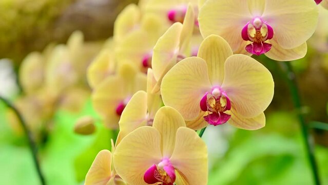 Yellow orchids in the garden