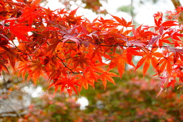 京都の秋　紅葉のもみじ　自然の風景