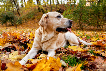 Cute Labrador Retriever dog on fallen leaves in sunny autumn park