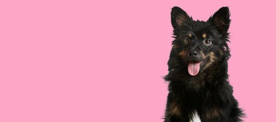 Happy pet. Cute long haired dog smiling on pink background, space for text. Banner design