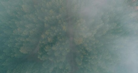 Rainy weather in mountains. Misty fog blowing over pine tree forest. Aerial footage of spruce forest trees on the mountain hills at misty day