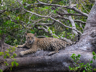 Wild Jaguar lying down on fallen tree trunk in Pantanal, Brazil