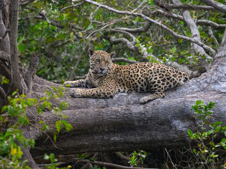 Fototapeta na wymiar Wild Jaguar lying down on fallen tree trunk in Pantanal, Brazil