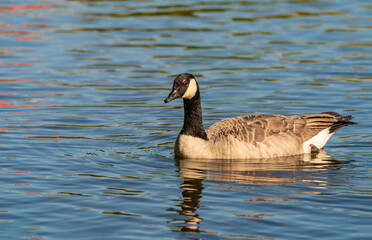 canadian goose swimming