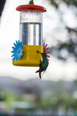 colibrí alimentándose © Juanif16