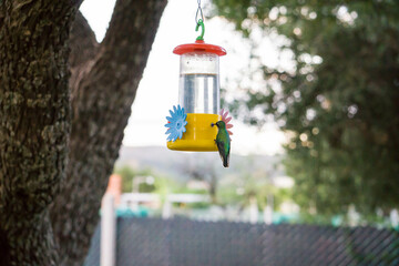 colibrí alimentándose © Juanif16