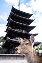 Deer in front of a pagoda in Nara, Japan