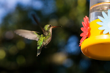 colibrí alimentándose