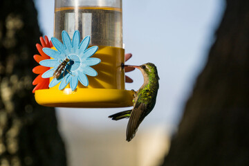 colibrí alimentándose © Juanif16