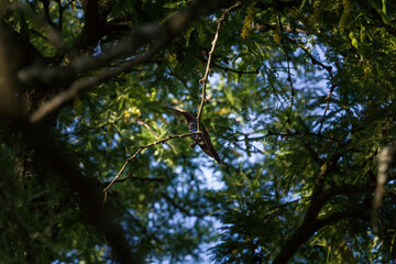 colibrí alimentándose © Juanif16