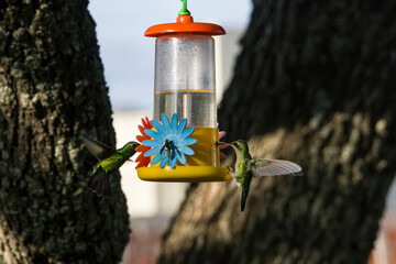 colibrí alimentándose © Juanif16