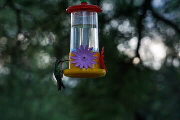 colibrí alimentándose © Juanif16