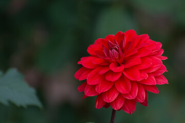 Close up of blooming red dahlia flower  in garden with light blurred green leaves .