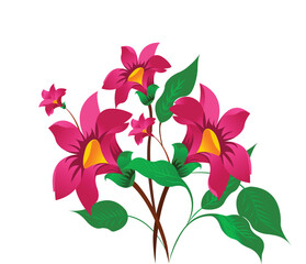 purple orchid isolated on white background