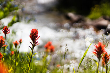 Red Flowers in the Sun Along the Mountain Stream