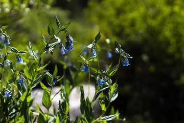 Blue Flowers in the Sun Along the Mountain Stream