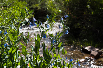 Blue Flowers in the Sun Along the Mountain Stream