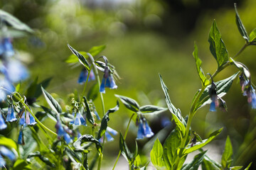 Blue Flowers in the Sun Along the Mountain Stream