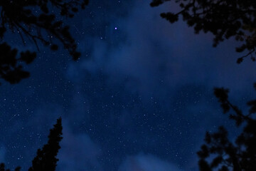 Night Sky Through the Trees Over Rocky Mountain National Park