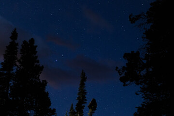 Night Sky Through the Trees Over Rocky Mountain National Park