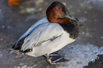 Canvasback Duck Male With Red Eyes, Black Chest, Brown Neck, And Triangular Head Closeup Standing On Frozen Waters. Exotic Bird Landscape. 