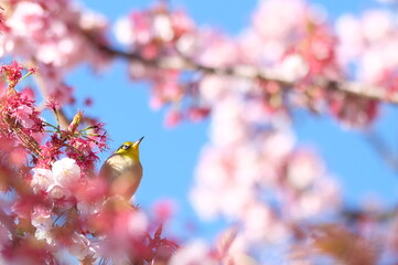 wild warbler and pink cherry blossom in full blooming