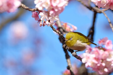 wild warbler and pink cherry blossom in full blooming