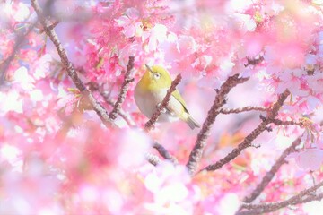 wild warbler and pink cherry blossom in full blooming