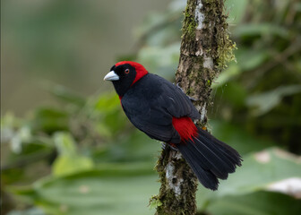 Crimson collared tanager  Costa Rica Clound Fotrest