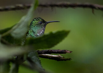 Coppery Headed Emerald Costa Rica Cloud Forest