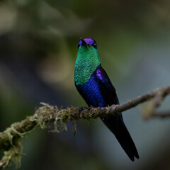 Crowned Woodnymph Hummingbird Costa Rica Clound Forest