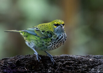 Speckled Tanager Costa Rica Cloud Forest