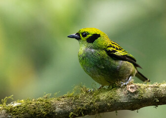 Speckled Tanager Costa Rica Cloud Forest