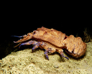 Mediterranean slipper lobster - Scyllarides latus