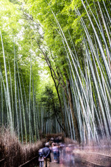 Bamboo Forest Arashiyama, Kyoto, Japan
