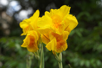 Orange canna flowers. Flowering in a bouquet at the top of the stem. and has some soft petals Flower size and color vary by species. soft and selective focus.