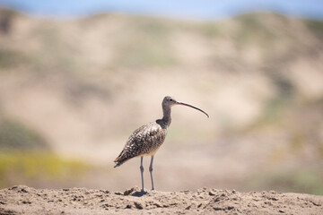 Curlew in the Dunes