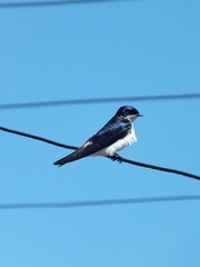 Foto de golondrina