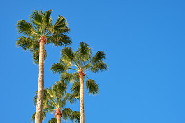 Obraz premium palm trees against blue sky