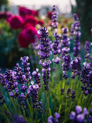 Flowers in the garden