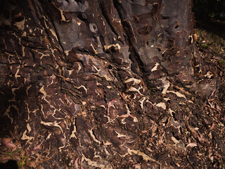 bark of tree
