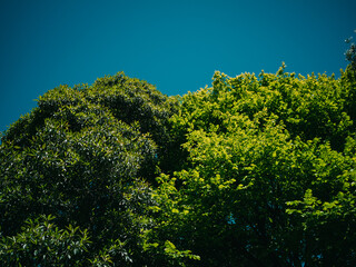 Trees and sky