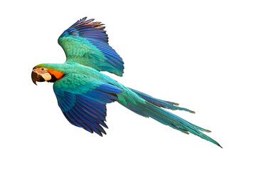 Colorful flying parrot isolated on transparent background png file	