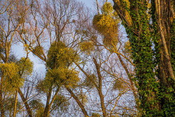 Obraz premium Bäume mit Misteln und blauen Himmel 