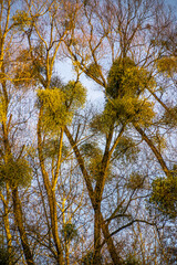 Baum mit sehr vielen Misteln Sonnenschein und blauer Himmel 